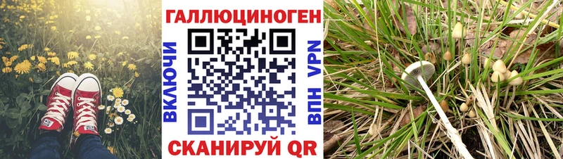 Купить  Порхов  Галлюциногенные грибы мицелий 